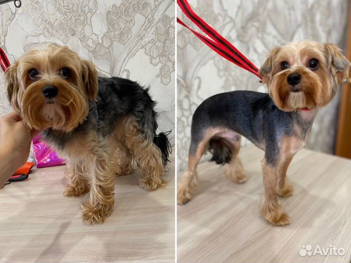 Стрижка собак и кошек