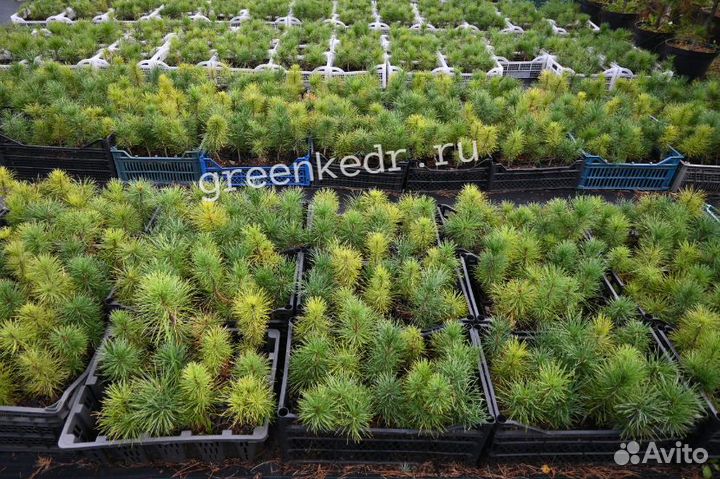 Саженцы Кедр Сибирский 20см от первых рук