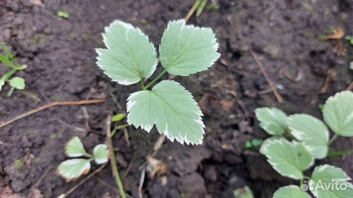 Пионы, лилейники, флоксы.Многолетние