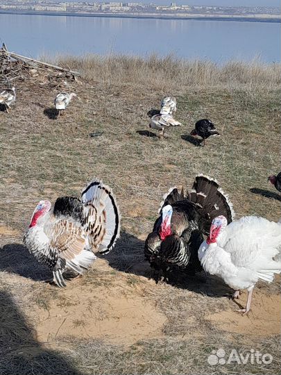 Инкубационное яйцо кур и индейки