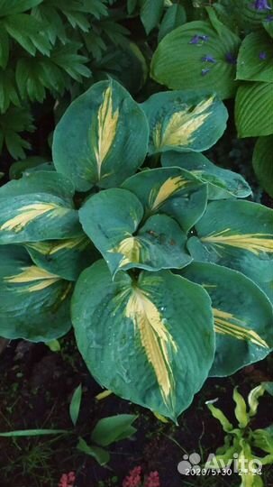 Крупные Хосты