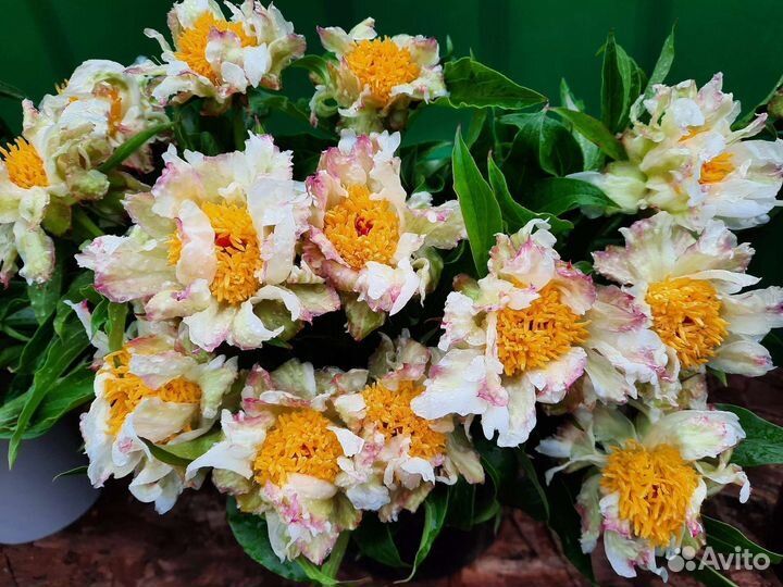 Пион Грин лотос