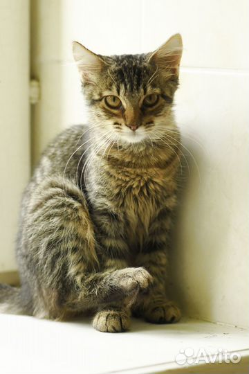 Котенок Ириска в добрые руки