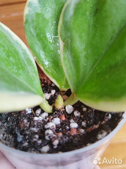 Хойя Пахиклада Альба, фикус бенджамина твилайт