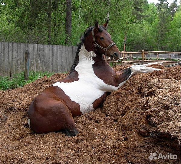 Конский навоз