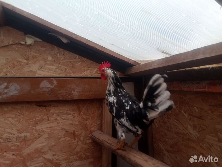 Молодые петухи