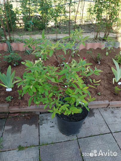 Ежевика, жимолость, смородина