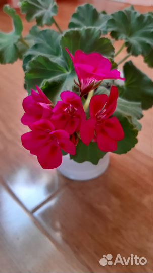 Прекрасная пеларгония