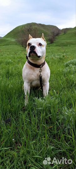 Случка собак