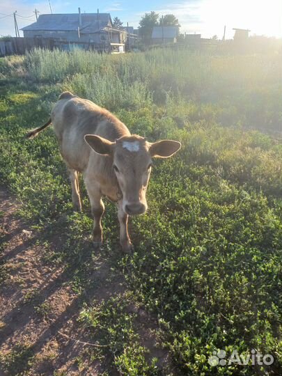 Теленок телочка