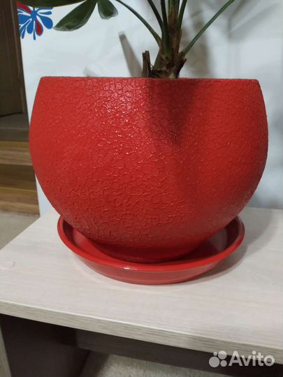 Пальма веерная