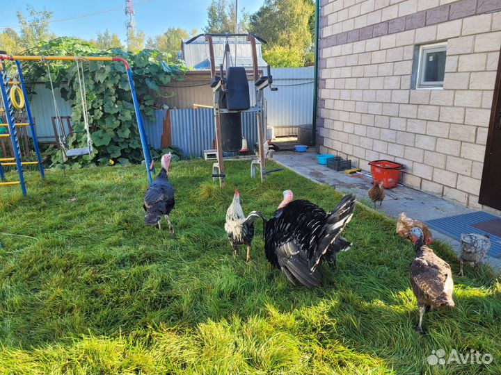 Индюки домашние