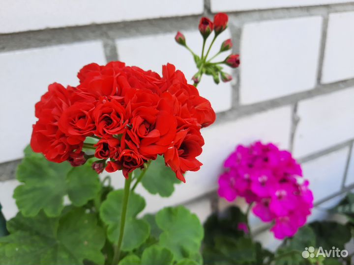 Пеларгония герань