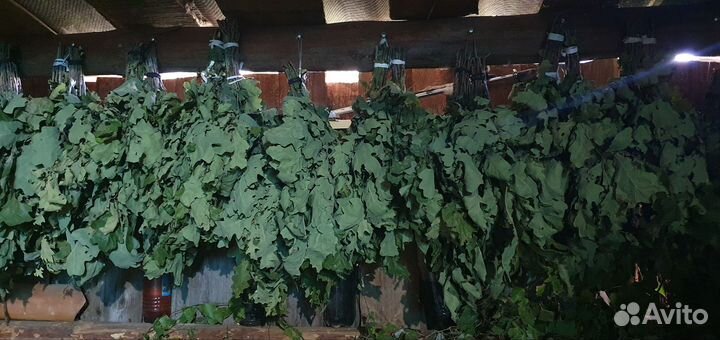 Веники для бани