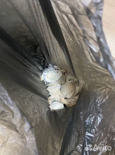 Ракушки огромный пакет