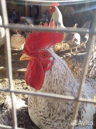 Инкубационное яйцо Барковская барвистая