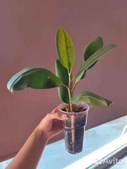 Фикус каучуконосный Elastica