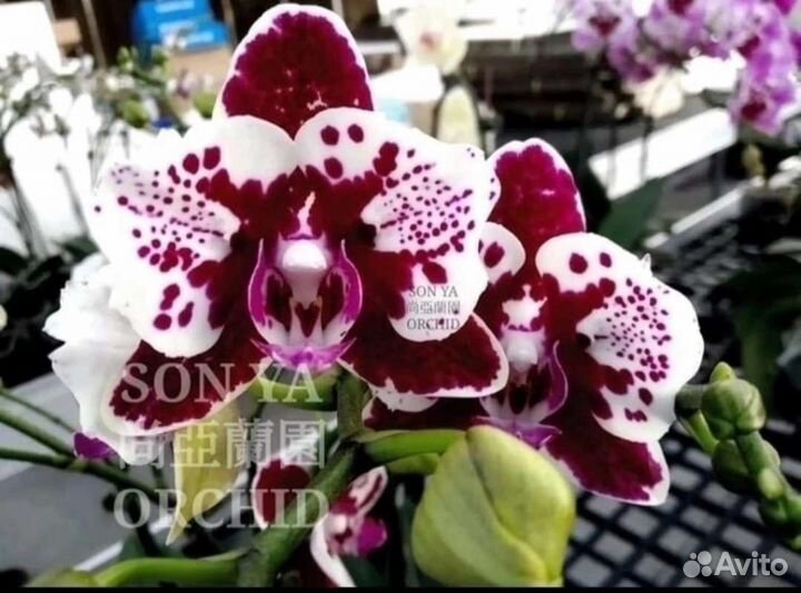 P. Anna Beach от SON YA orchids