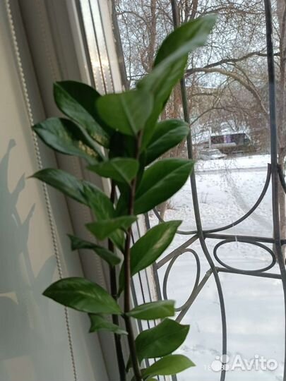 Замиокулькас 70 см