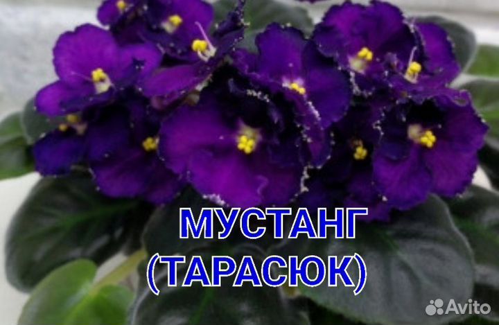 Фиалка новинки