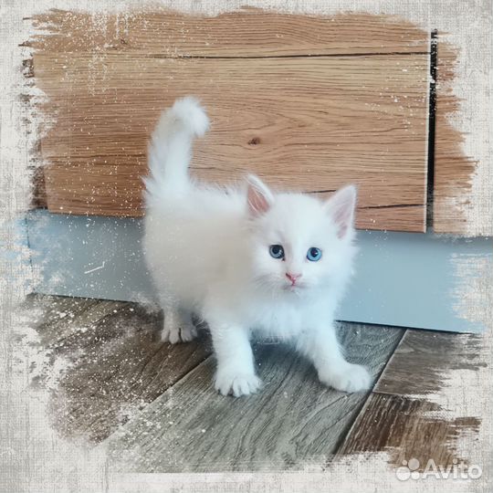Котята 1,5 месяца