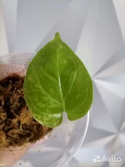 Амидриум медиум минт