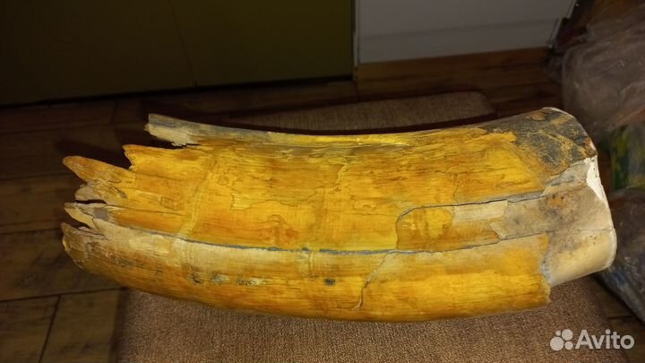 Бивень мамонта