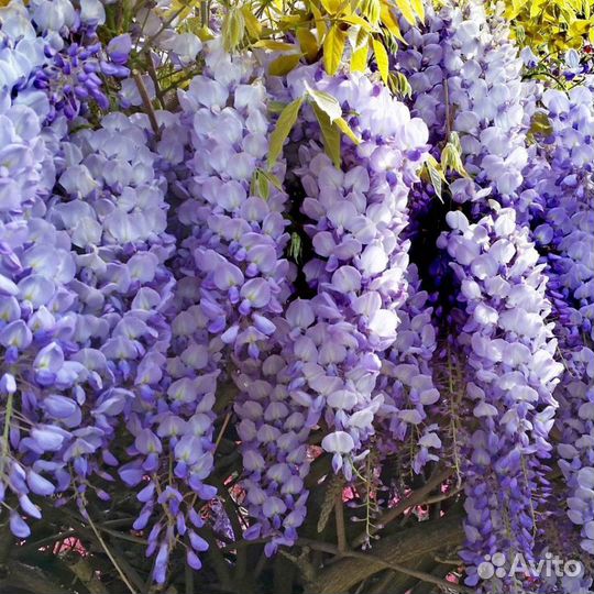 Глициния китайская, Ива шаровидная, Лаванда