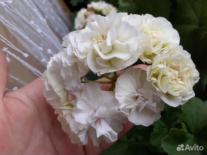 Пеларгония герань сортовая