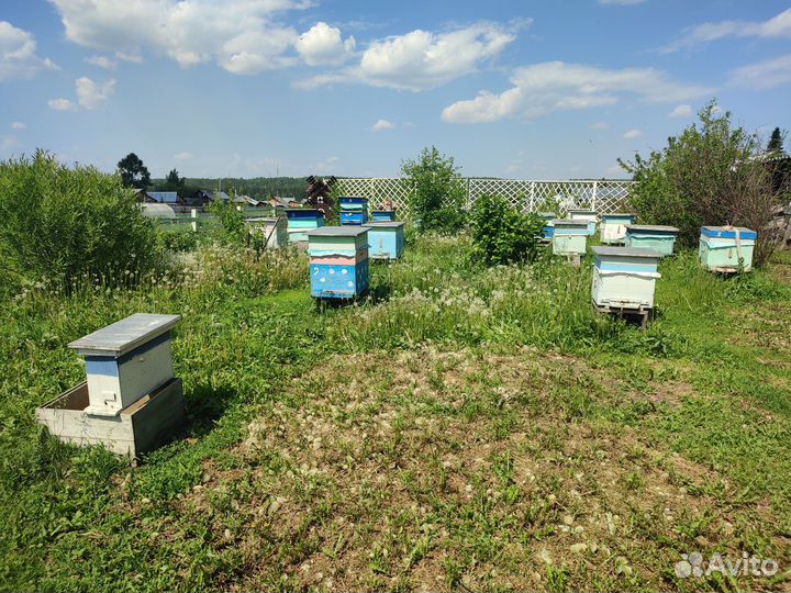 Продам пасеку и инвентарь