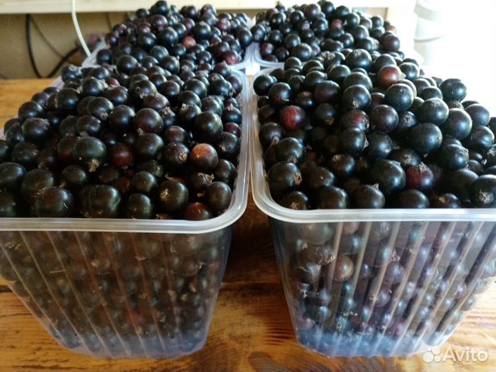 Ягода черной смородины