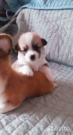 Роскошные щенки вельш корги пемброк