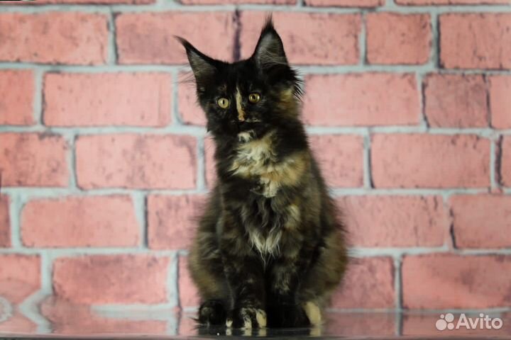 Мейн-кун красавица