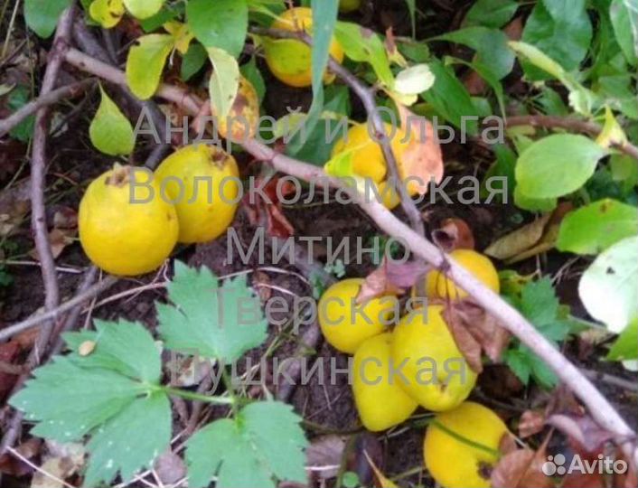 Айва японская хеномелес 2 и 4-летки