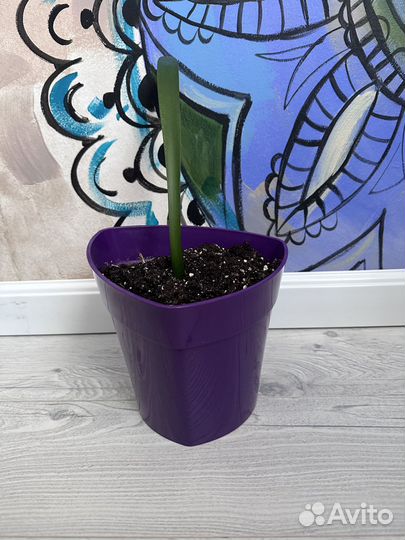 Горшок для цветов