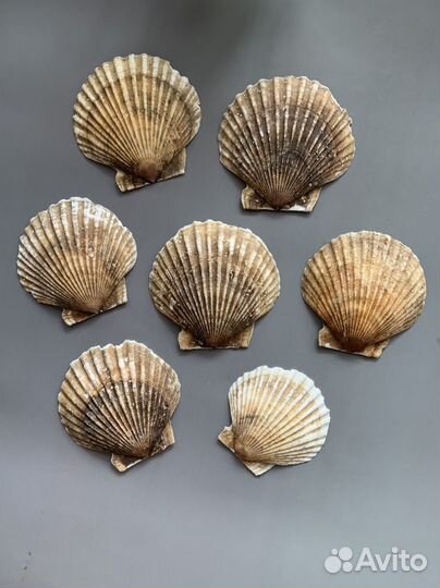 Ракушки морского гребешка