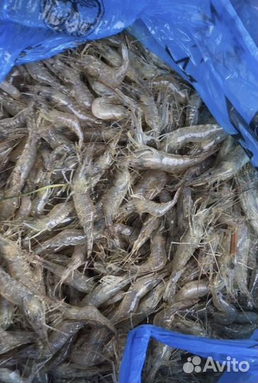 Креветки черноморские. Креветки Новороссийск