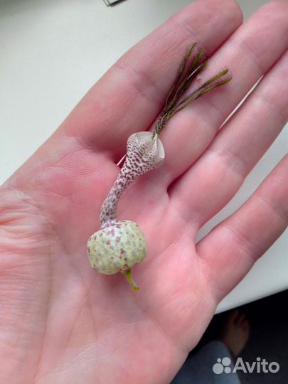 Церопегия Симона Грин форм