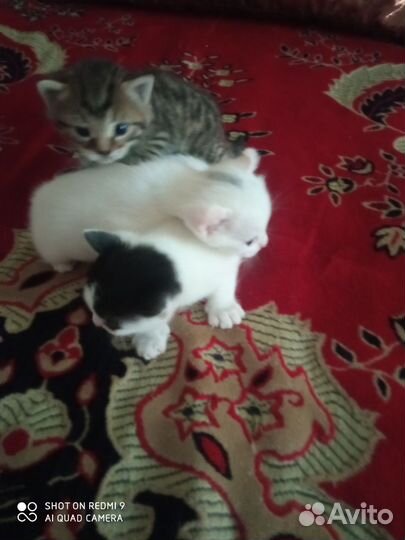 Котята метисы
