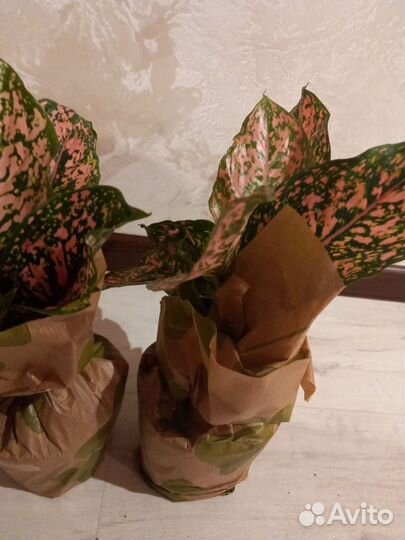 Аглаонема Далматин