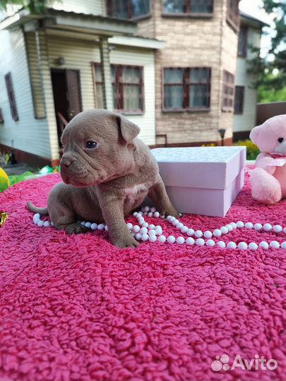 Американский булли тип покет/стандарт