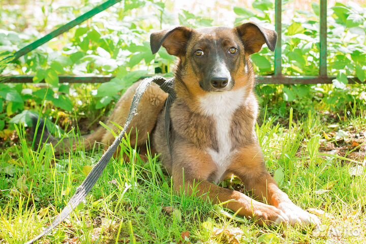 Щенок Поночка ищет дом