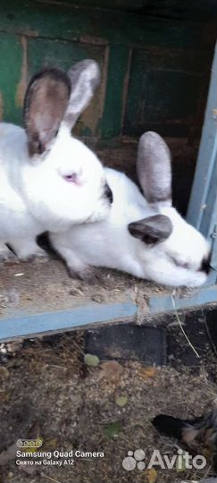 Кролики калифорнийские