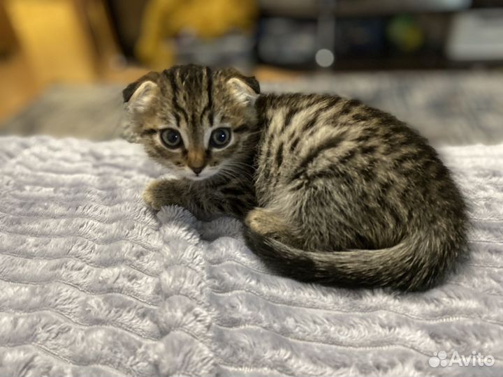 Котенок в добрые руки девочка
