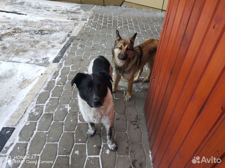 Собака в добрые руки