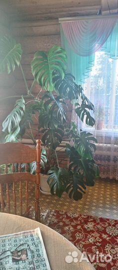 Комнатные цветы монстера