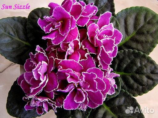 Фиалка сортовая Сан- Сизл