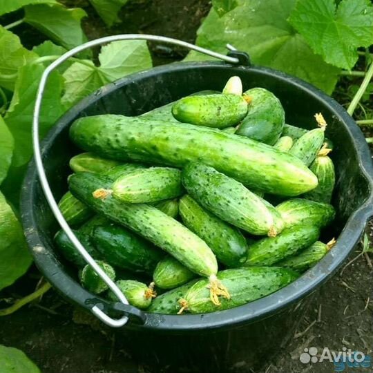 Огурцы на засолку
