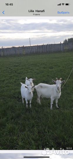 Зааненская дойная коза