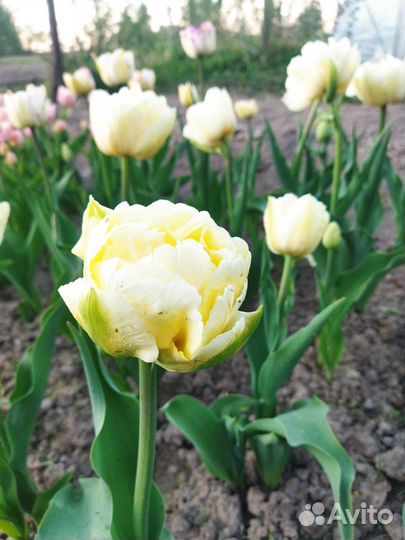 Тюльпан Verona (луковица)